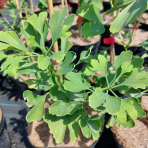 Ginko dvojlaločné (Ginkgo biloba) – výška 30-50 cm, kont. C2L